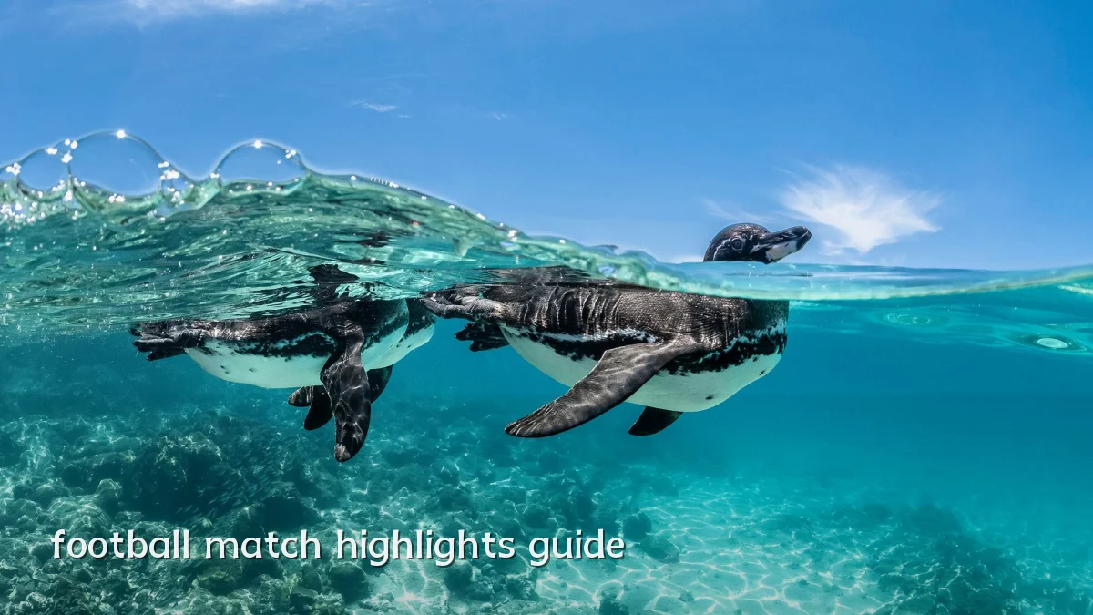 football match highlights guide