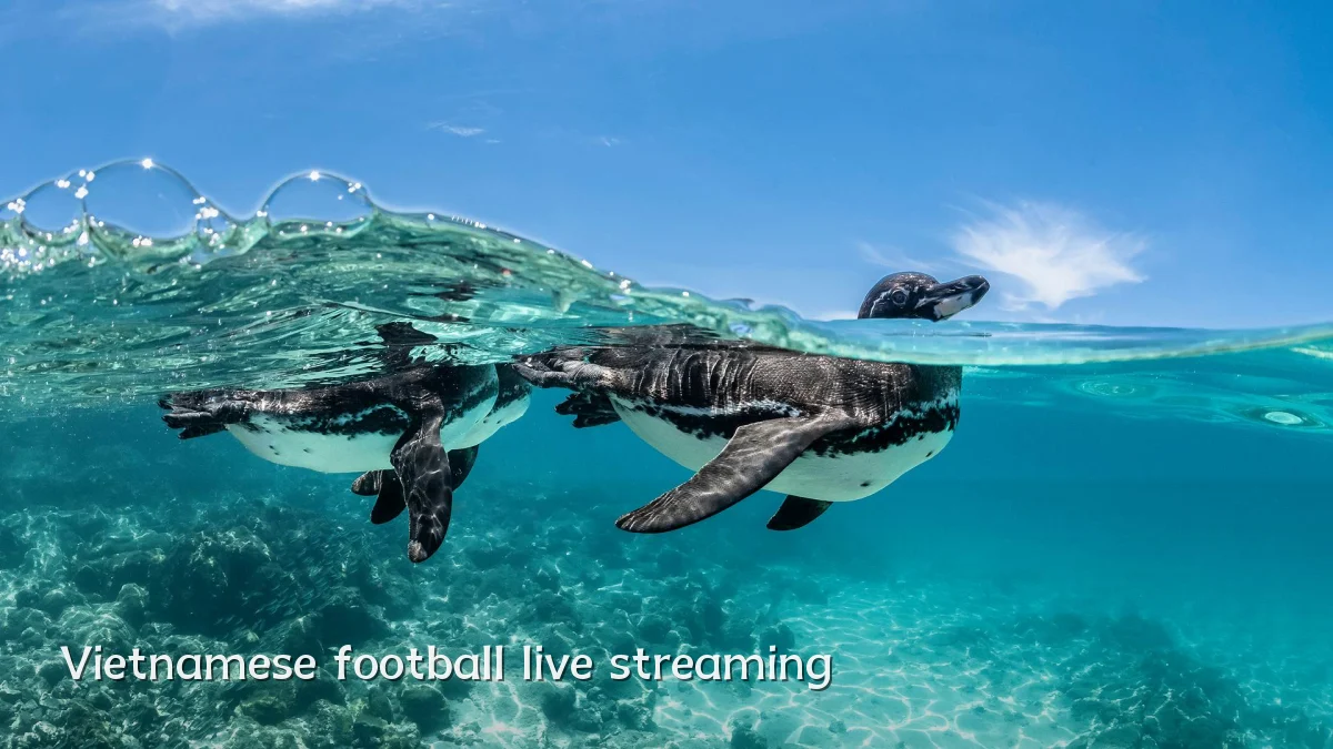 Vietnamese football live streaming